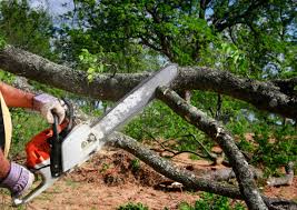 Leaf Removal in San Miguel, CA