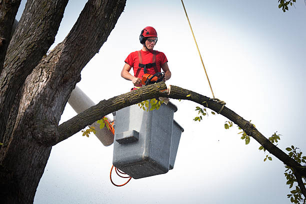 How Our Tree Care Process Works  in  San Miguel, CA